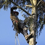 8 Redbud Tree Infestations To Watch Out For