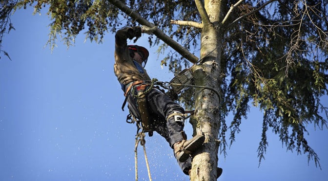 8 Redbud Tree Infestations To Watch Out For