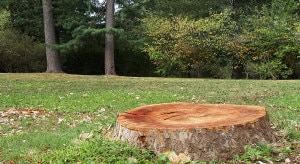 How to remove a tree stump on your own?